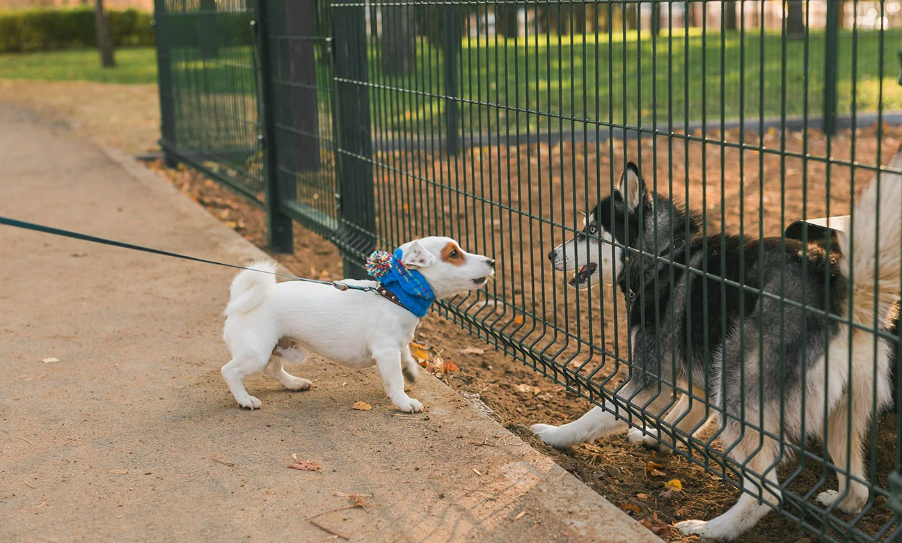 San Diego CA Dog Fence and Gate