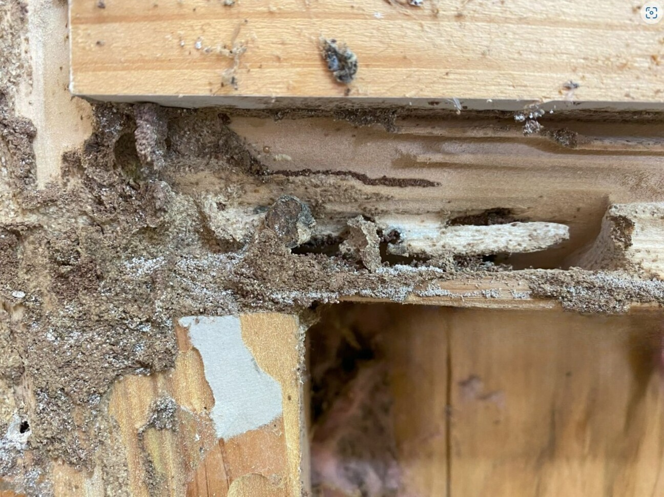 San Diego CA Termite Treatment